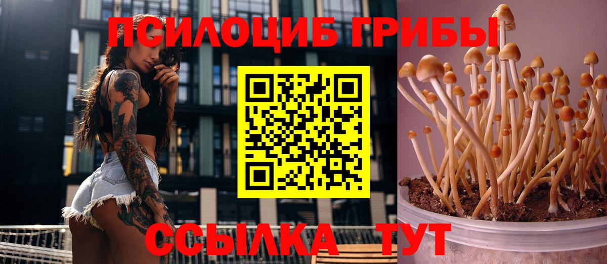 Губкинский  Псилоцибиновые грибы прущие грибы  Вход с VPN  Псилоцибиновые грибы MAGIC MUSHROOMS 